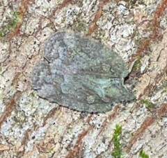 Flataloides scabrosus