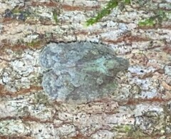 Flataloides scabrosus