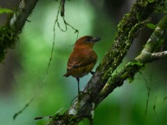 Pachyramphus cinnamomeus