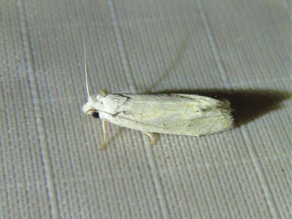 Pelochrista agricolana