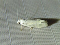 Tortricoidea