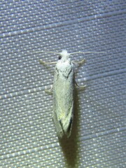 Tortricoidea