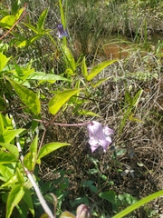 Clematis crispa
