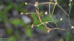 Ascalohybris subjacens