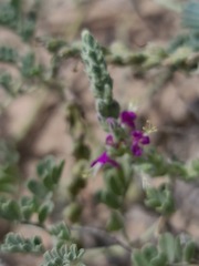 Dalea lanata