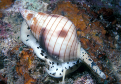 Nassarius glans