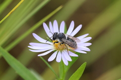 Megachile perihirta