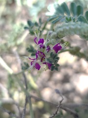 Dalea lanata