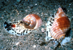 Nassarius glans