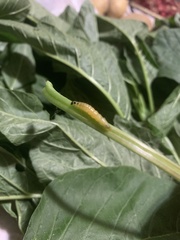 Psara obscuralis