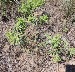 Euphorbia davidii
