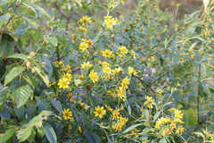 Bidens laevis