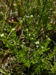 Galium obtusum