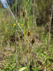 Eustoma exaltatum