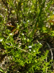 Galium obtusum