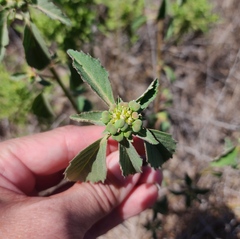 Euphorbia davidii