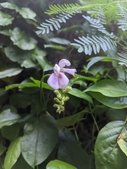 Canavalia cathartica