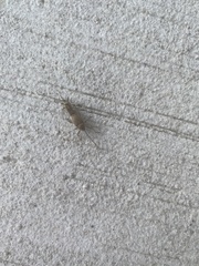 Neocurtilla hexadactyla