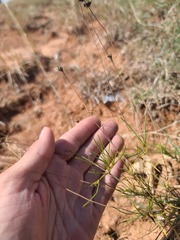 Thelesperma filifolium