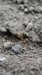 Lasius neoniger