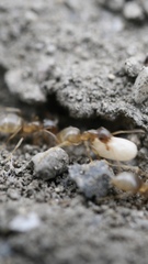 Lasius neoniger