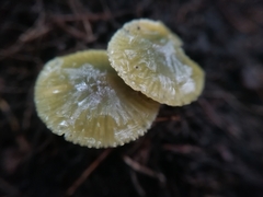 Gliophorus psittacinus