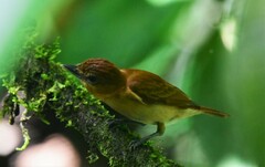 Pachyramphus cinnamomeus