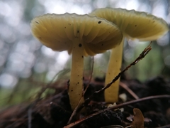 Gliophorus psittacinus