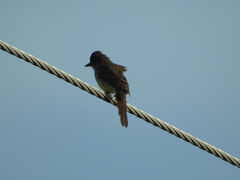 Myiarchus tuberculifer