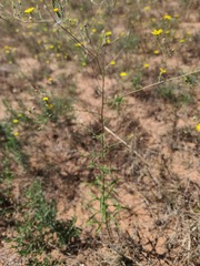 Croptilon hookerianum