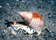 Nassarius glans