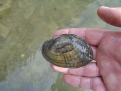 Ortmanniana ligamentina