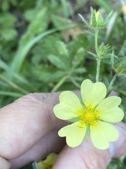 Potentilla recta