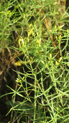 Euthamia caroliniana