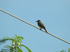 Tyrannus melancholicus
