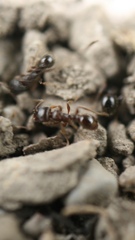 Tetramorium immigrans