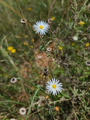 Aphanostephus ramosissimus