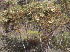 Eucalyptus tenera