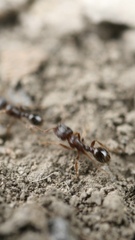 Tetramorium immigrans