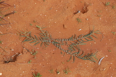 Indigofera linifolia