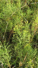 Euthamia caroliniana