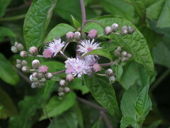 Cyrtocymura scorpioides
