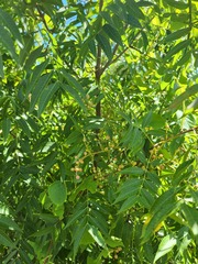 Pistacia chinensis