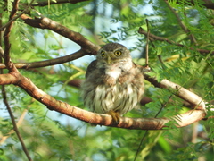 Glaucidium brasilianum