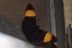 Adelpha melanthe
