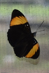 Adelpha melanthe