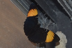 Adelpha melanthe