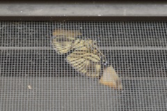 Adelpha melanthe