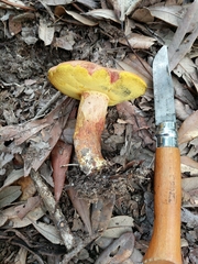 Lanmaoa pseudosensibilis