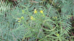 Euthamia caroliniana